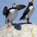 puffin_atlantic_msi_v_2515_can1883.jpg